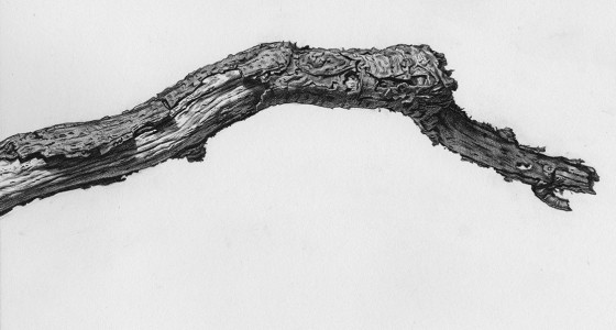 branch